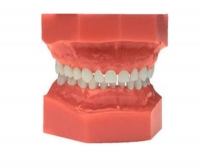 Children's anatomy model