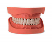 Denture anatomical model