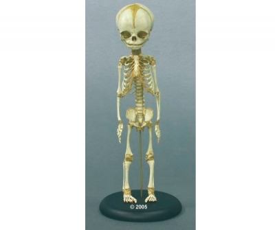2850